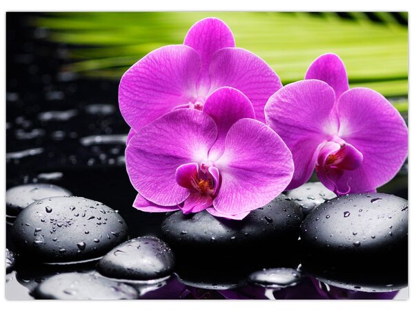 Kép - Orchideák (70x50 cm)
