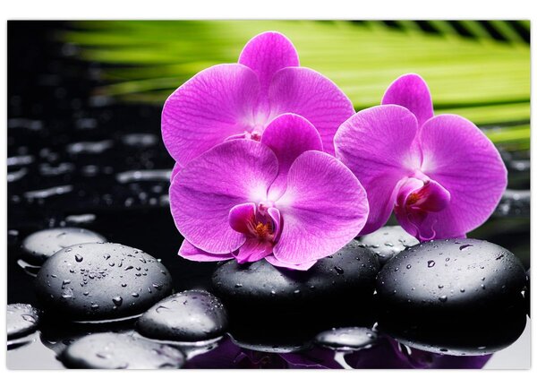 Kép - Orchideák (90x60 cm)