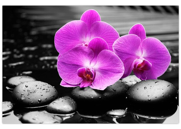 Kép - Lila orchideák (90x60 cm)