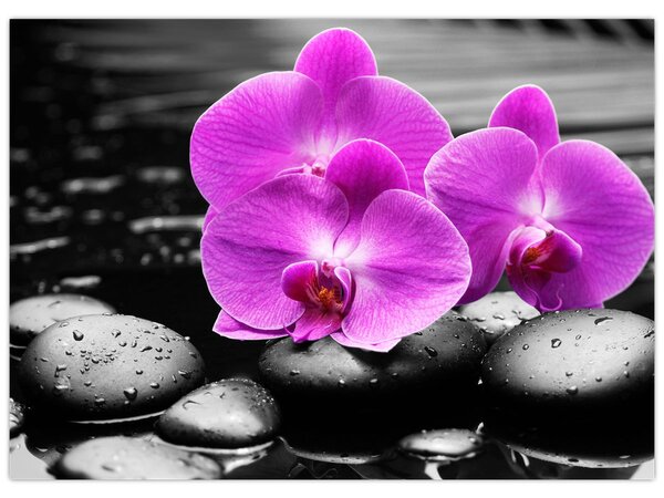 Kép - Lila orchideák (70x50 cm)