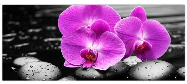 Kép - Lila orchideák (120x50 cm)
