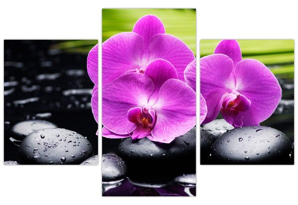 Kép - Orchideák (90x60 cm)