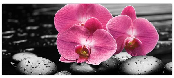 Kép - Rózsaszín orchideák (120x50 cm)