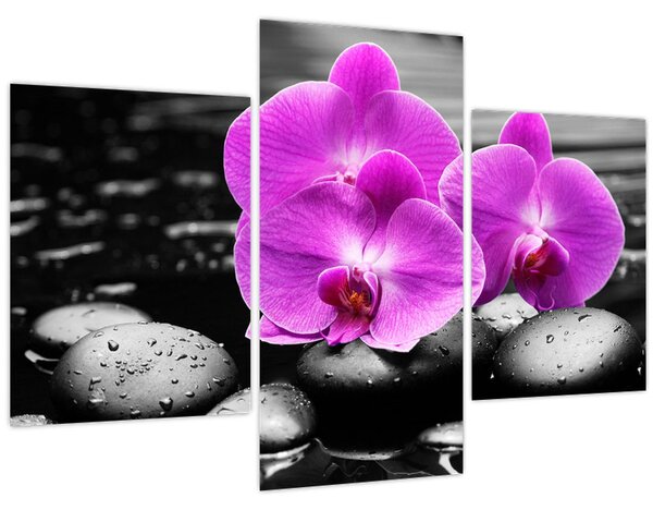 Kép - Lila orchideák (90x60 cm)