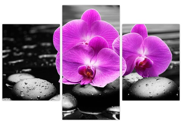 Kép - Lila orchideák (90x60 cm)