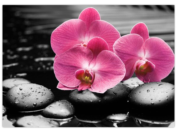 Kép - Rózsaszín orchideák (70x50 cm)