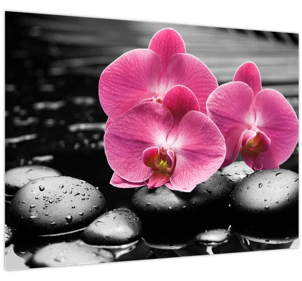 Kép - Rózsaszín orchideák (70x50 cm)