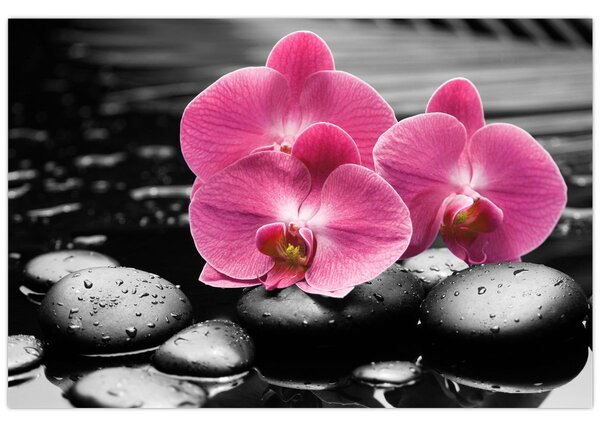 Kép - Rózsaszín orchideák (90x60 cm)