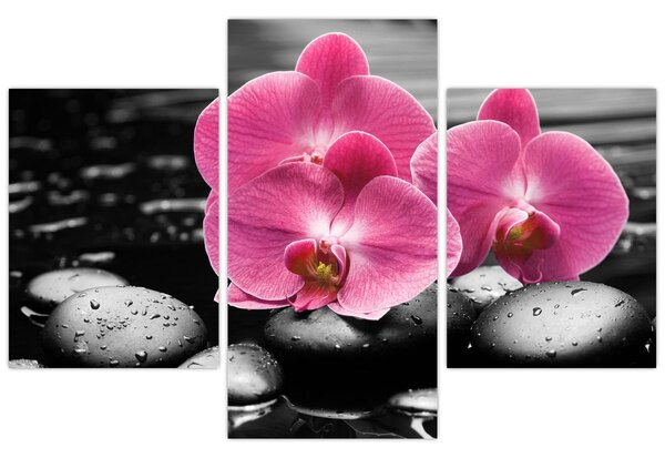 Kép - Rózsaszín orchideák (90x60 cm)