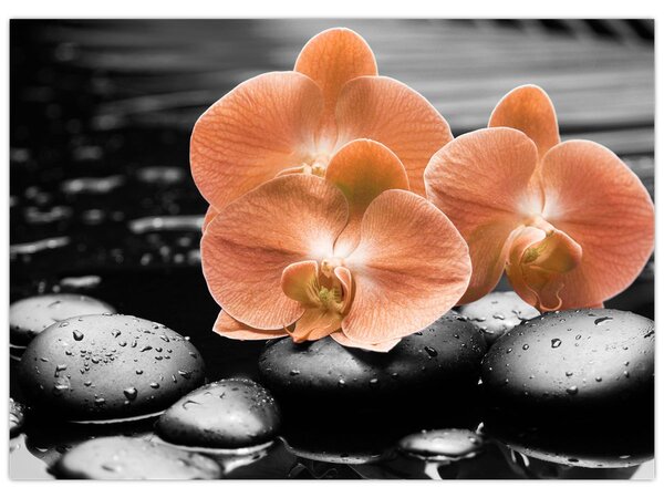 Kép - Narancssárga orchideák (70x50 cm)