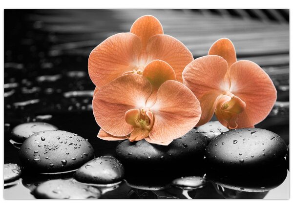 Kép - Narancssárga orchideák (90x60 cm)