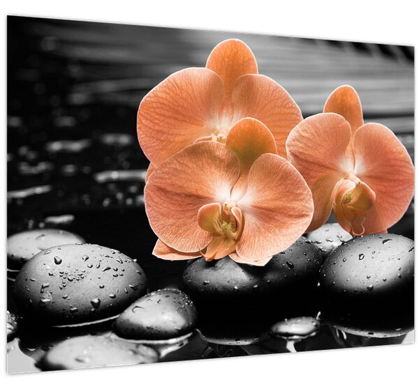 Kép - Narancssárga orchideák (70x50 cm)