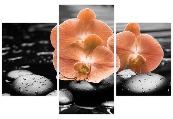 Kép - Narancssárga orchideák (90x60 cm)