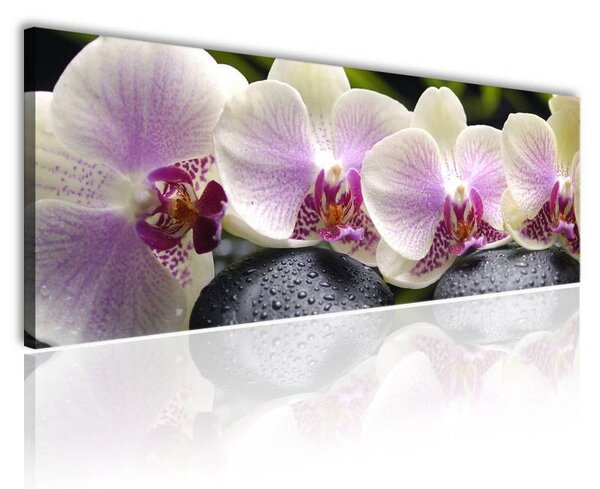 70x40 cm - Békés orchideák vászonkép