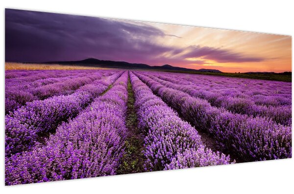 Kép - Levendulamező naplementében (120x50 cm)