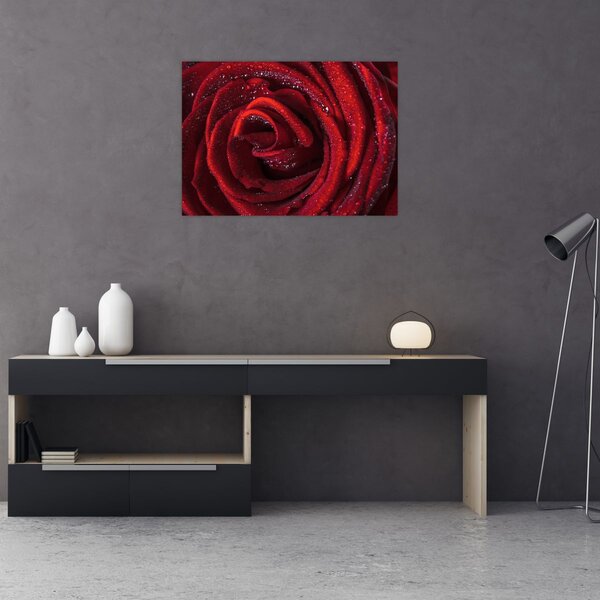 Kép - Vörös rózsa harmatcseppekkel (70x50 cm)