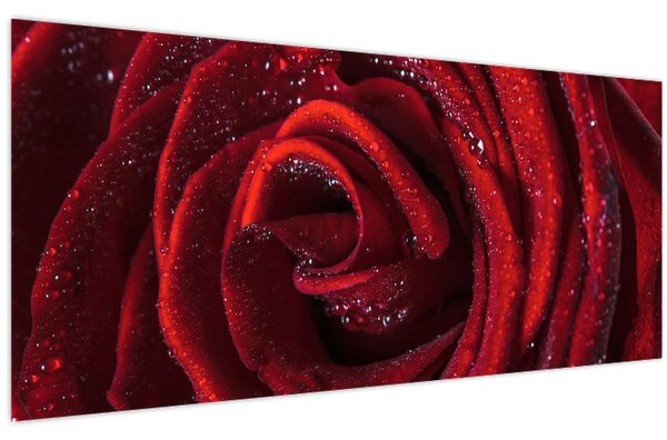 Kép - Vörös rózsa harmatcseppekkel (120x50 cm)
