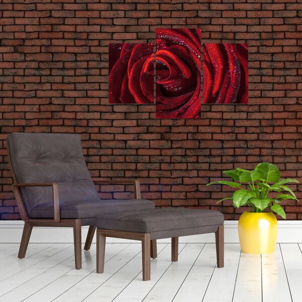 Kép - Vörös rózsa harmatcseppekkel (90x60 cm)