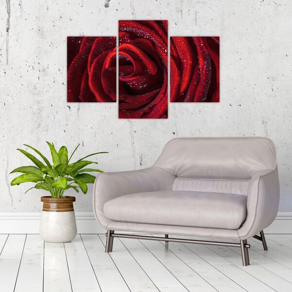 Kép - Vörös rózsa harmatcseppekkel (90x60 cm)