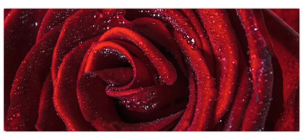 Kép - Vörös rózsa harmatcseppekkel (120x50 cm)