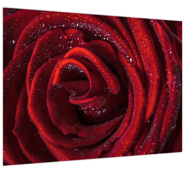 Kép - Vörös rózsa harmatcseppekkel (70x50 cm)
