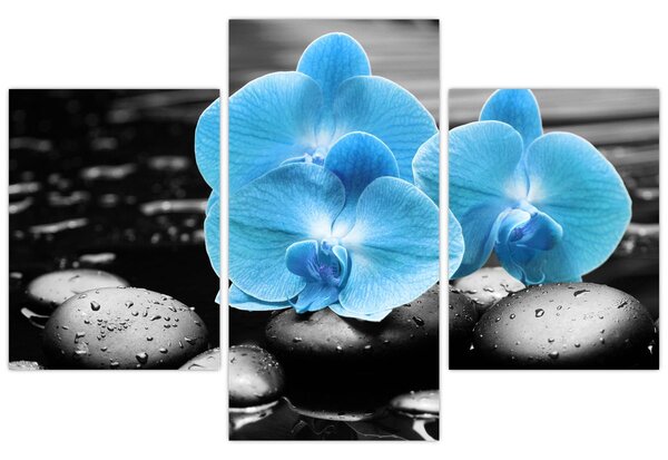 Kép - Kék orchidea (90x60 cm)