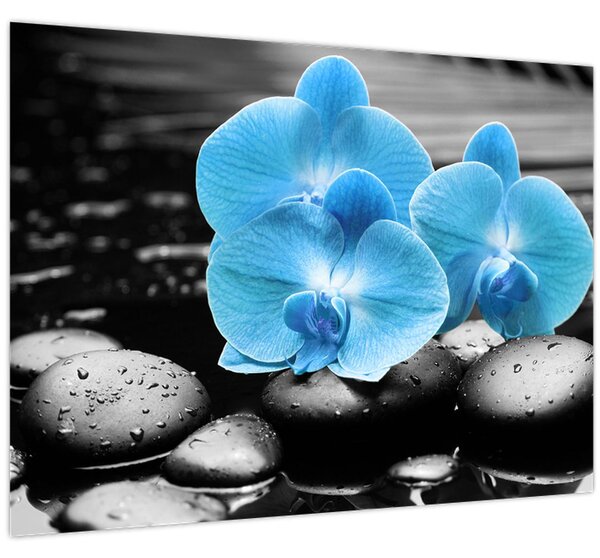 Kép - Kék orchidea (70x50 cm)