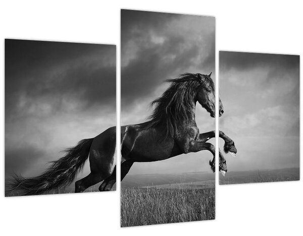 Kép - Fekete-fehér ló (90x60 cm)