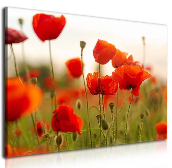 70x40 cm - Pipacsok a szélben vászonkép