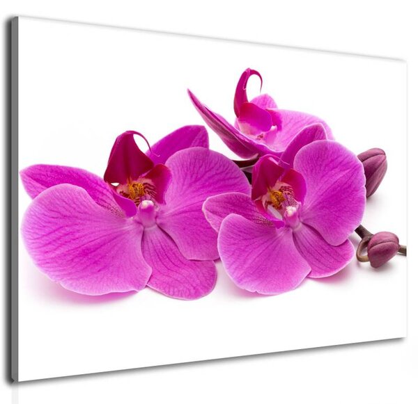 70x40 cm - Rózsaszín orchidea szirmok vászonkép