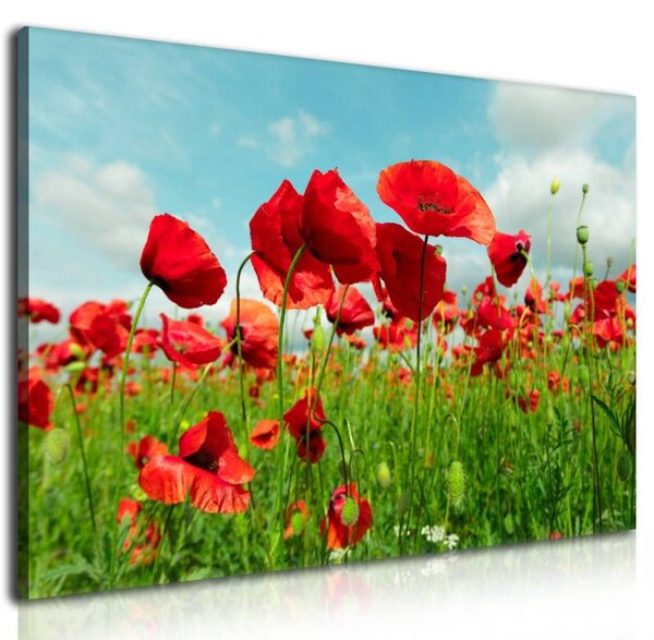 70x40 cm - Pipacs a réten vászonkép