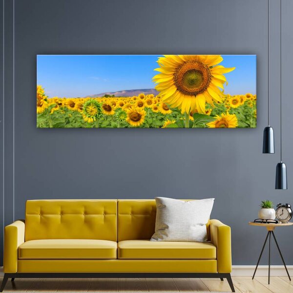 70x40 cm - Gyönyörű napraforgó mező vászonkép