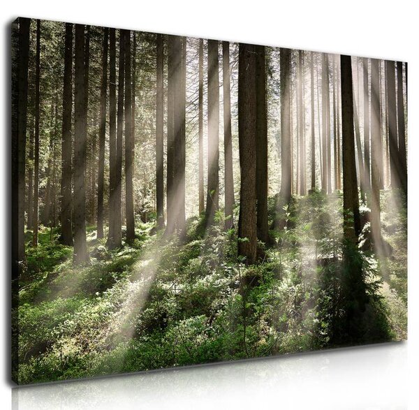 70x40 cm - Sejtelmes erdei fények vászonkép