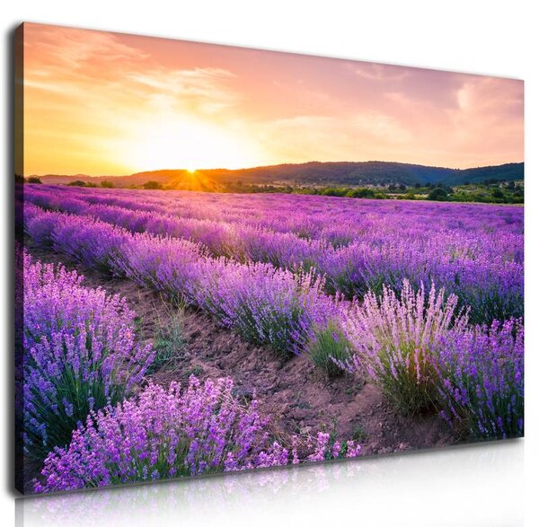 70x40 cm - Mesés levendula mező vászonkép