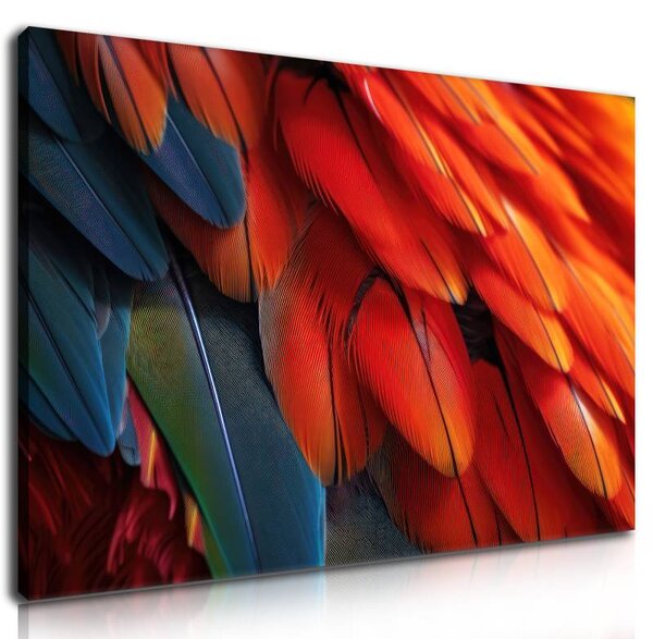 70x40 cm - Piros és kék színes tollak vászonkép