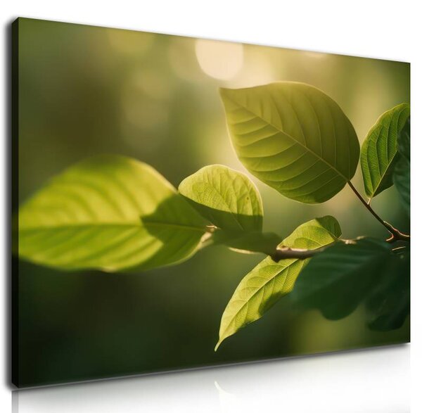 70x40 cm - Natur zöld levelek vászonkép