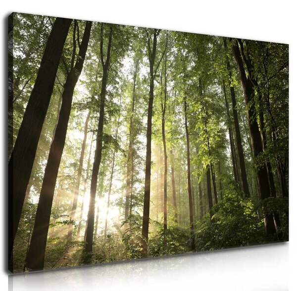 70x40 cm - Erdei fák között átszűrődő fények vászonkép