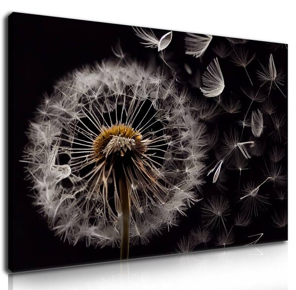 70x40 cm - Pitypang és fekete háttér vászonkép