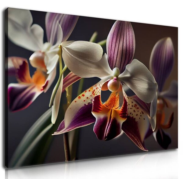 70x40 cm - Tökéletes orchidea vászonkép
