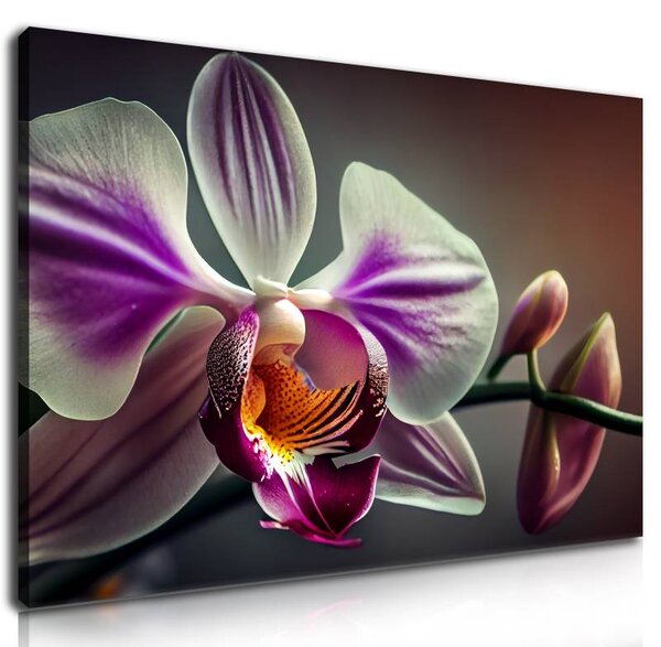 70x40 cm - Lila fehér orchidea szirmok vászonkép