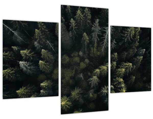 Kép - Forest (90x60 cm)