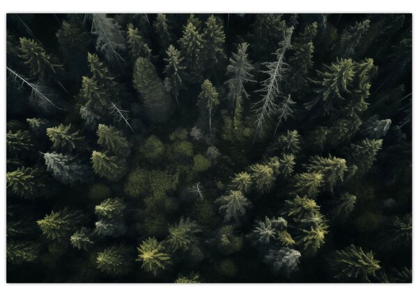 Kép - Forest (90x60 cm)