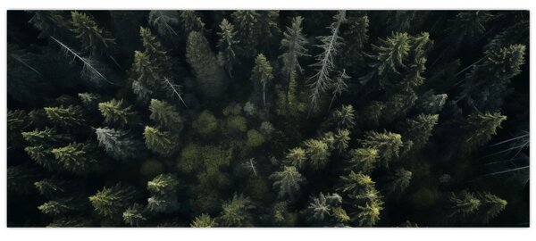 Kép - Forest (120x50 cm)