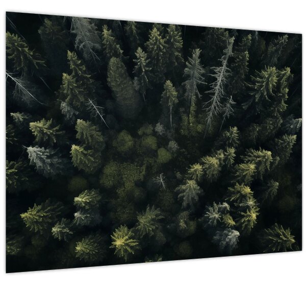 Kép - Forest (70x50 cm)