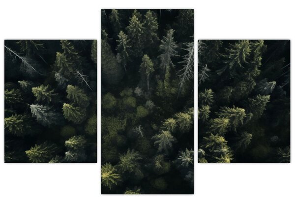 Kép - Forest (90x60 cm)