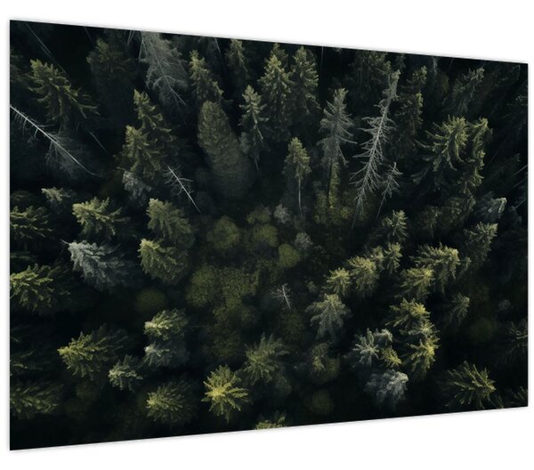 Kép - Forest (90x60 cm)