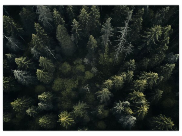 Kép - Forest (70x50 cm)