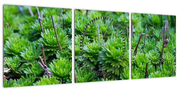 A pozsgás növények képe (órával) (90x30 cm)