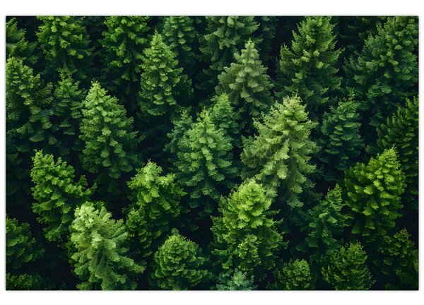 Kép - Forest (90x60 cm)