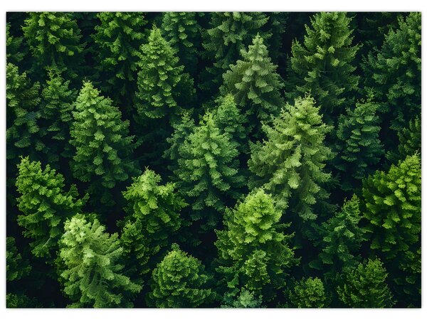 Kép - Forest (70x50 cm)